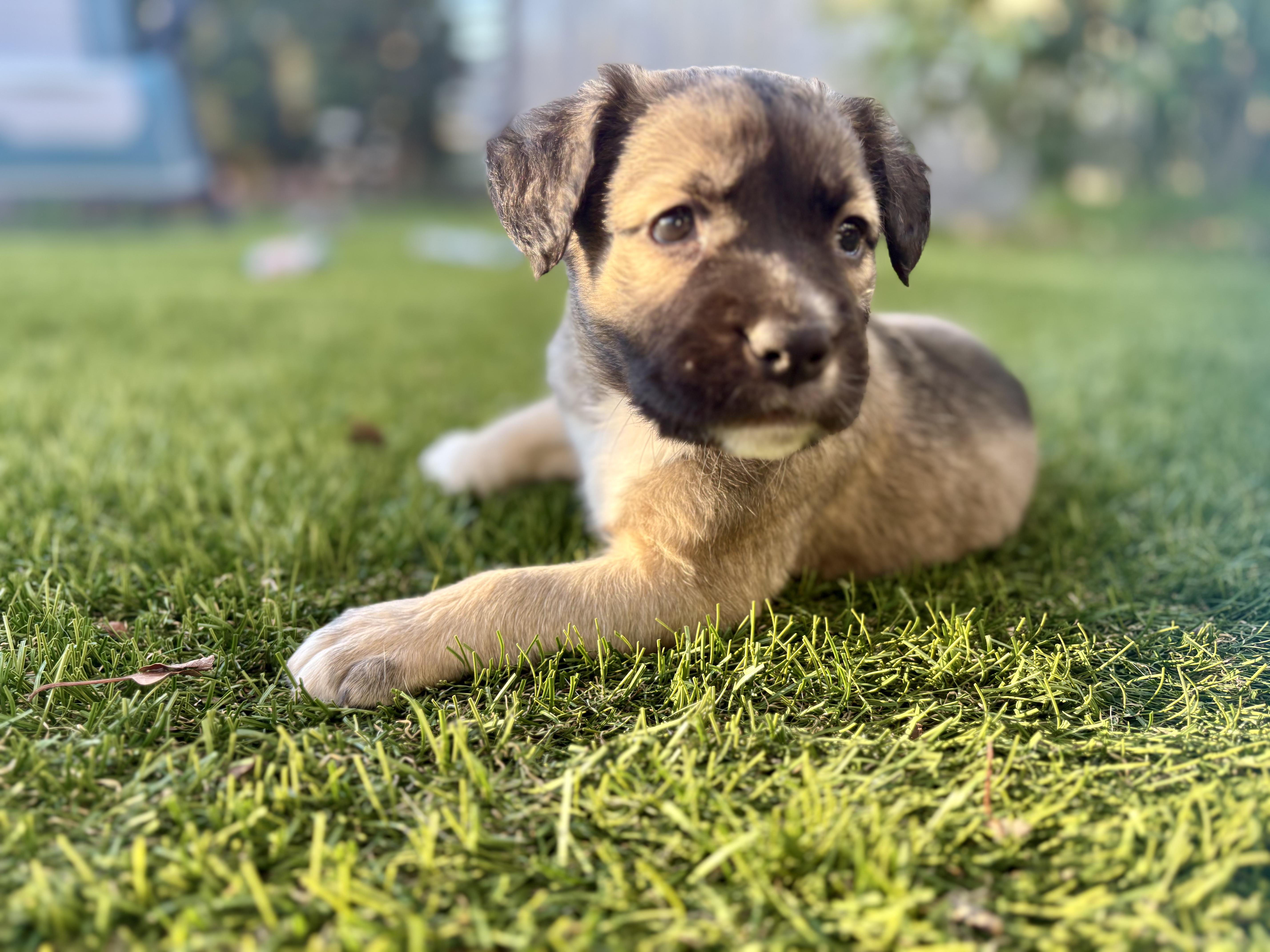 PHOENIX, a ADOPTABLE mixed breed in San Diego, CA image 3/6