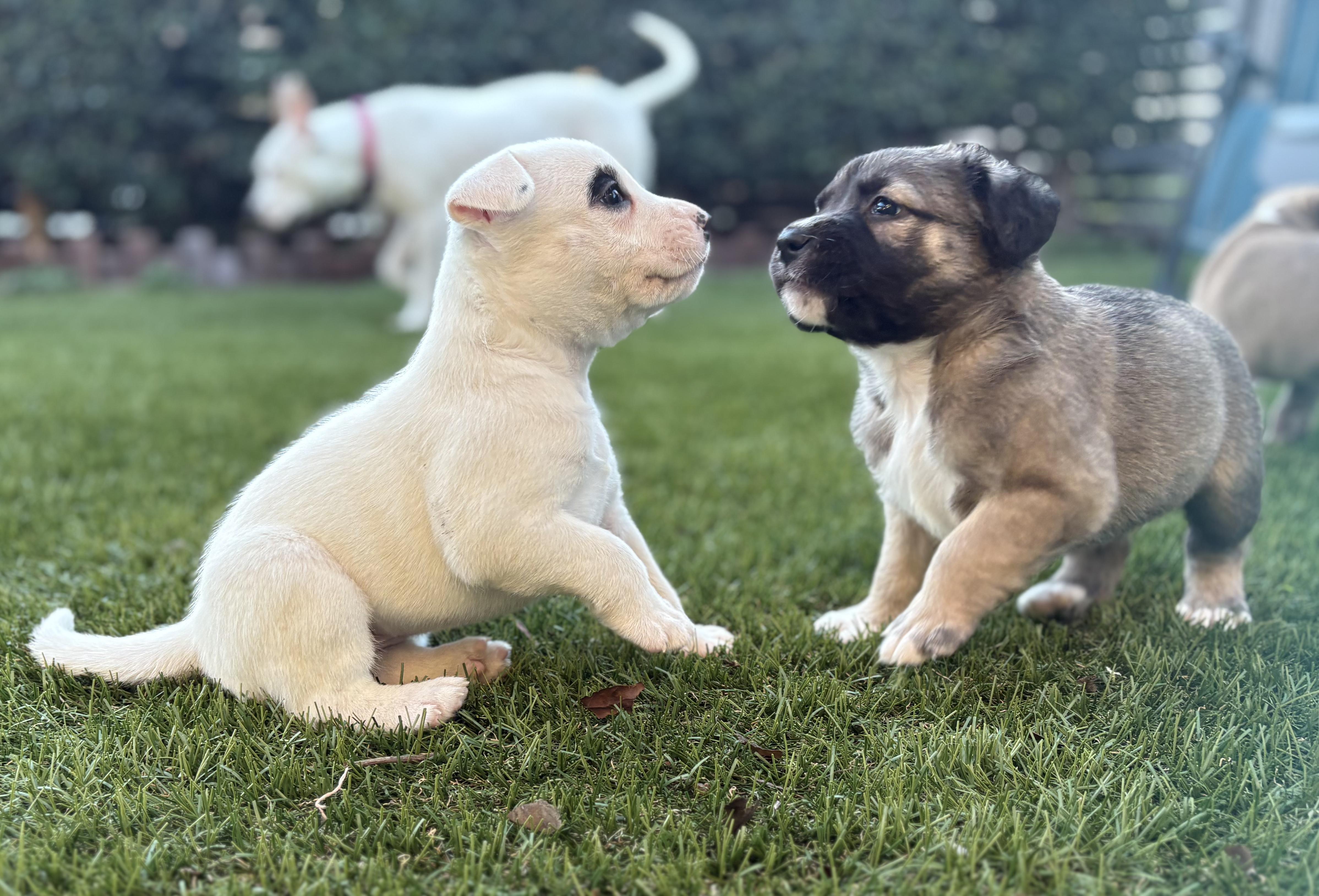 PHOENIX, a ADOPTABLE mixed breed in San Diego, CA image 4/6