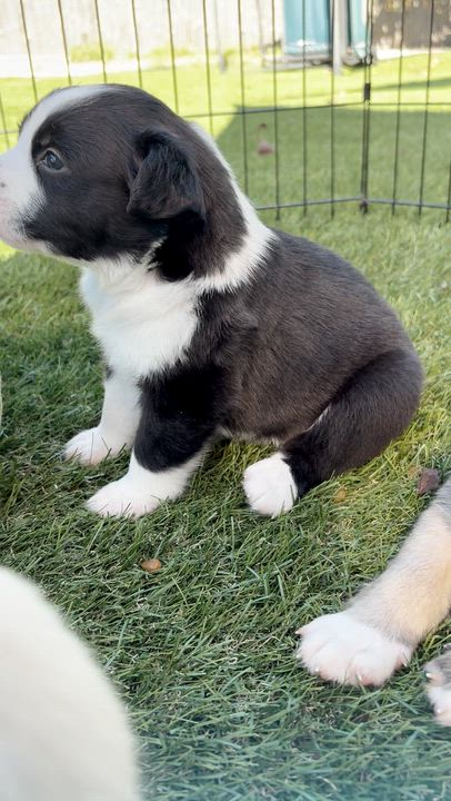 Enlarge PHOENIX, a ADOPTABLE mixed breed in San Diego, CA video 6/6