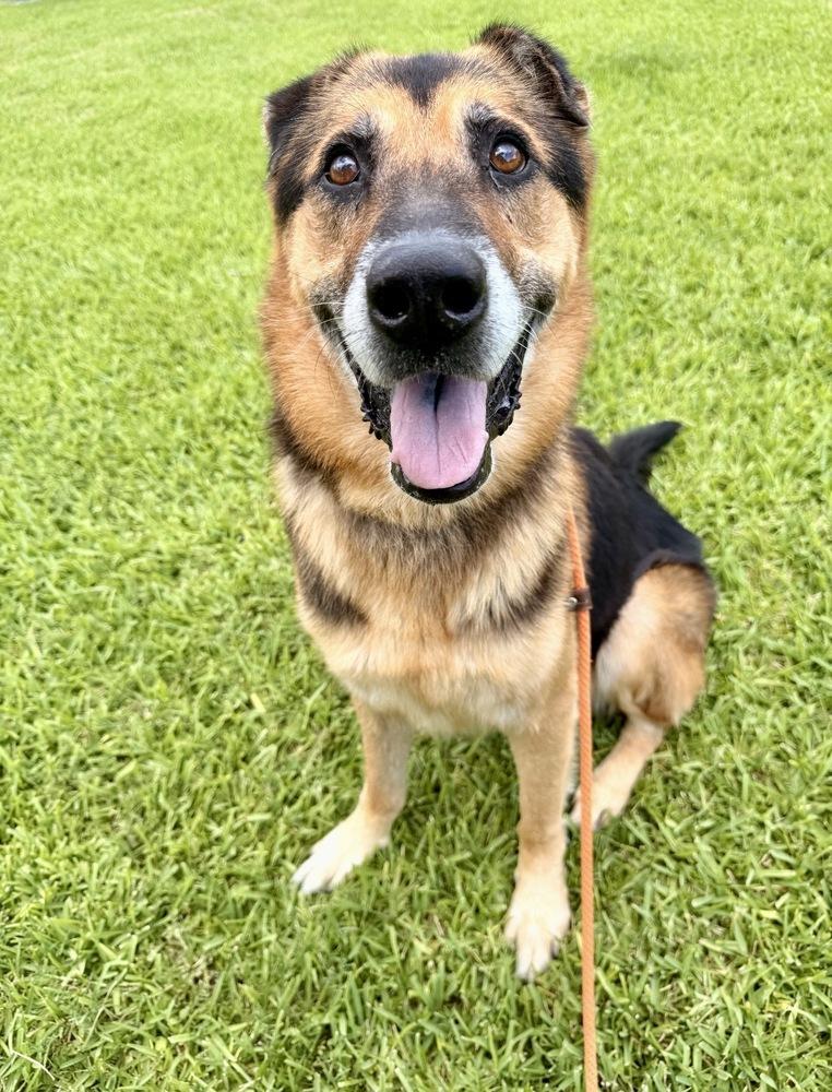 Summit, Adoptable, Adult Male Shepherd & Mixed Breed.