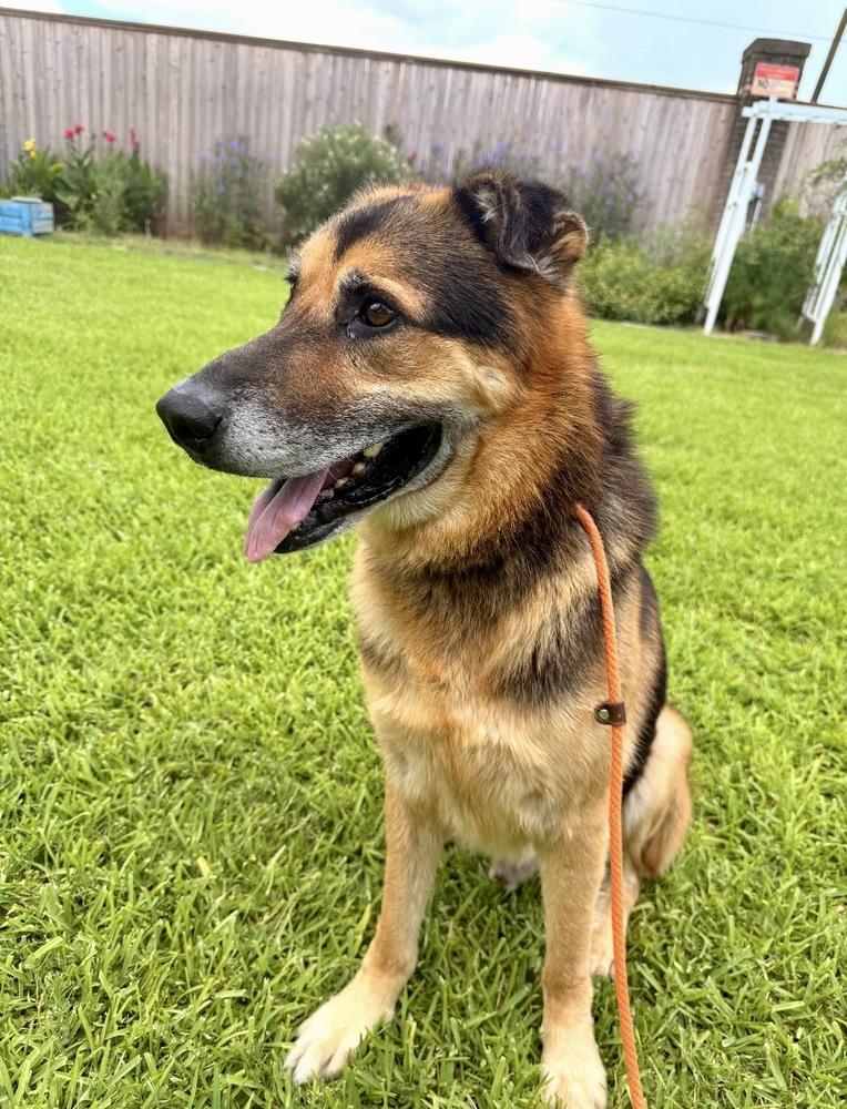 Enlarge Summit, a Adoptable mixed breed in Brookshire, TX image 2/4