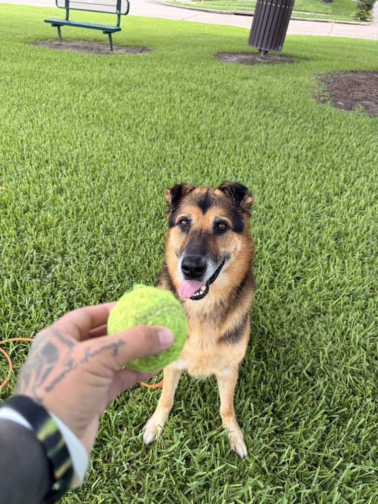 Enlarge Summit, a Adoptable mixed breed in Brookshire, TX image 4/4
