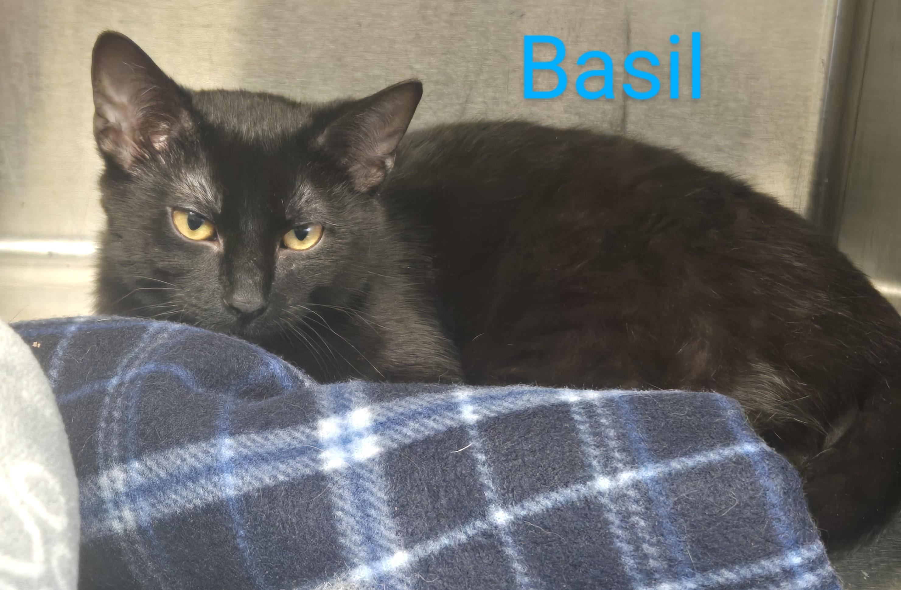 Enlarge Basil, a Adoptable Domestic Short Hair in St. Joseph, MI image 1/1