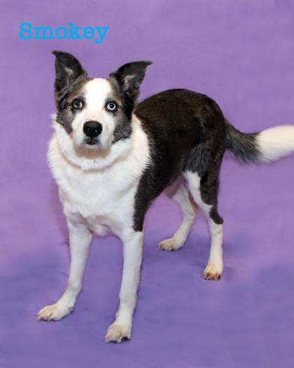 Smokey, Adoptable, Adult Male Catahoula Leopard Dog & Siberian Husky.