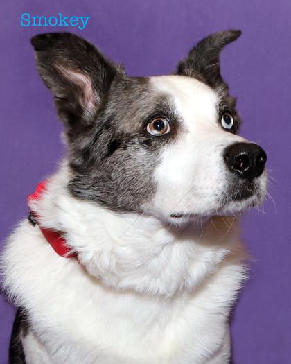 Enlarge Smokey, a Adoptable mixed breed in Parma, OH image 2/2