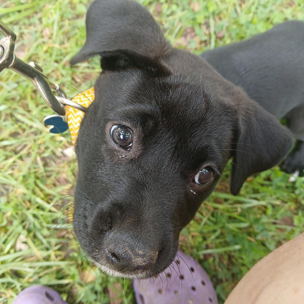 Coco, Adoptable, Puppy Female Labrador Retriever & Border Collie.