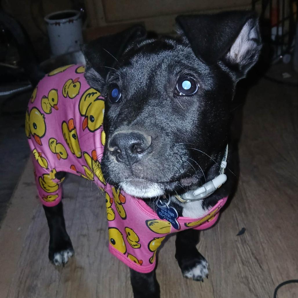 Enlarge Coco, a Adoptable mixed breed in Farmersville, OH image 2/6