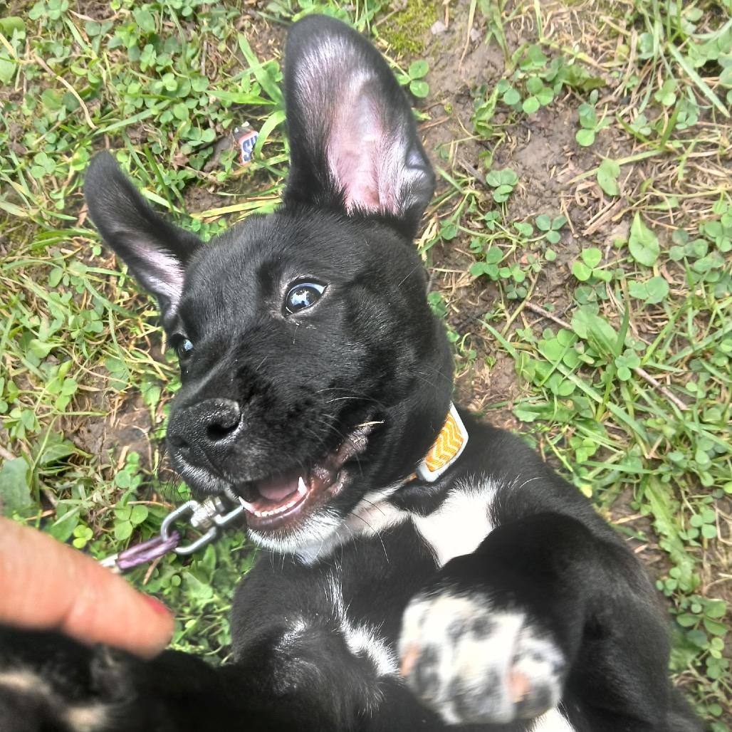 Enlarge Coco, a Adoptable mixed breed in Farmersville, OH image 3/6