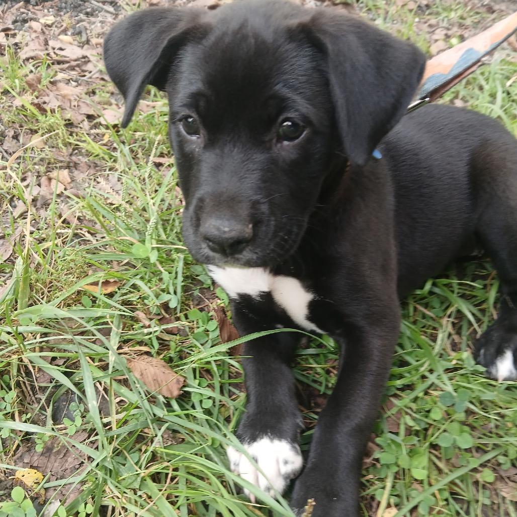 Enlarge Coco, a Adoptable mixed breed in Farmersville, OH image 4/6