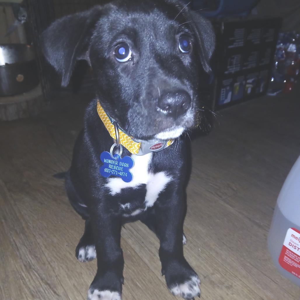 Enlarge Coco, a Adoptable mixed breed in Farmersville, OH image 5/6