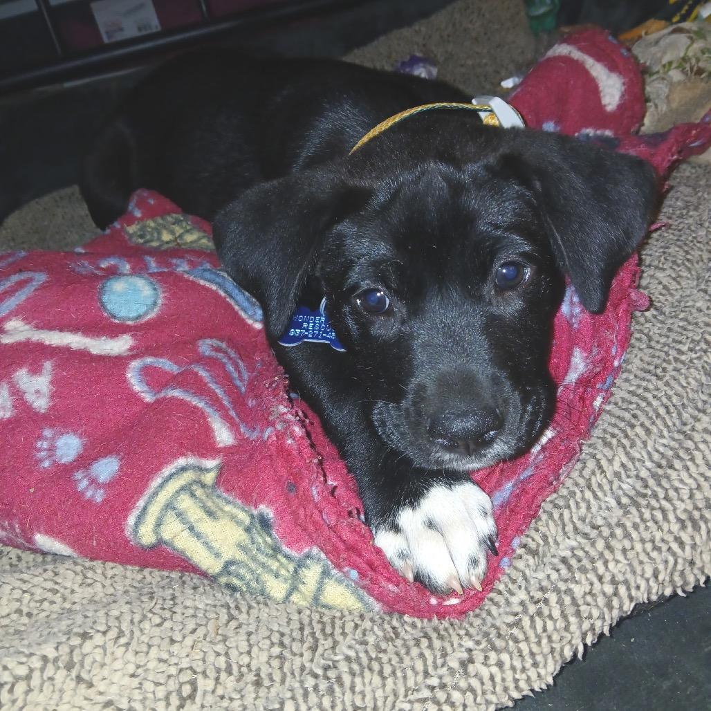 Enlarge Coco, a Adoptable mixed breed in Farmersville, OH image 6/6