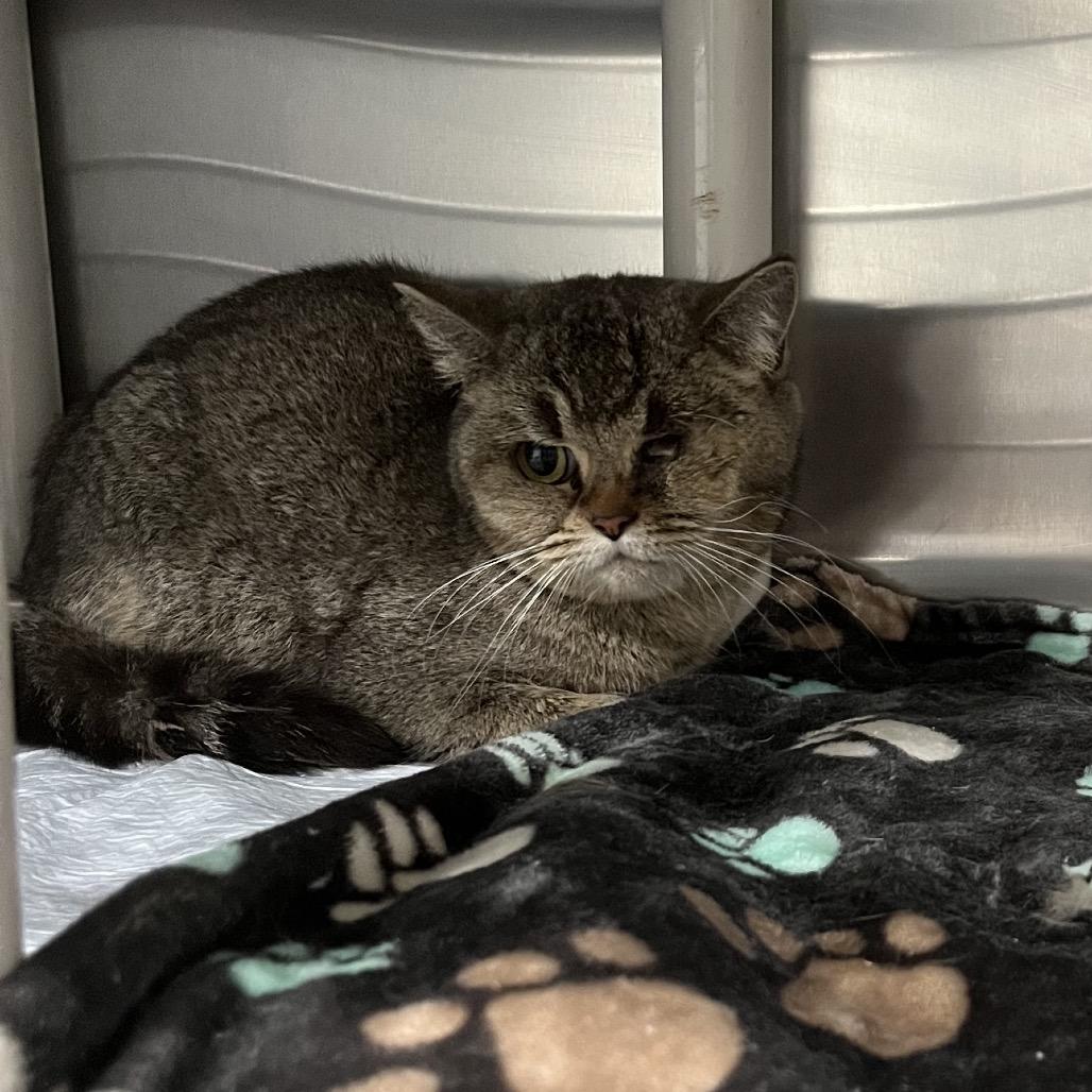 Alma, Adoptable, Adult Female British Shorthair.