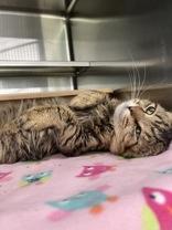 Enlarge Bill, a Adoptable Domestic Medium Hair in Manitowoc, WI image 1/1