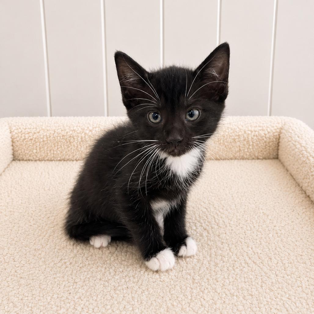 Enlarge Evelyn, a Adoptable Domestic Short Hair in Redwood Falls, MN image 1/1