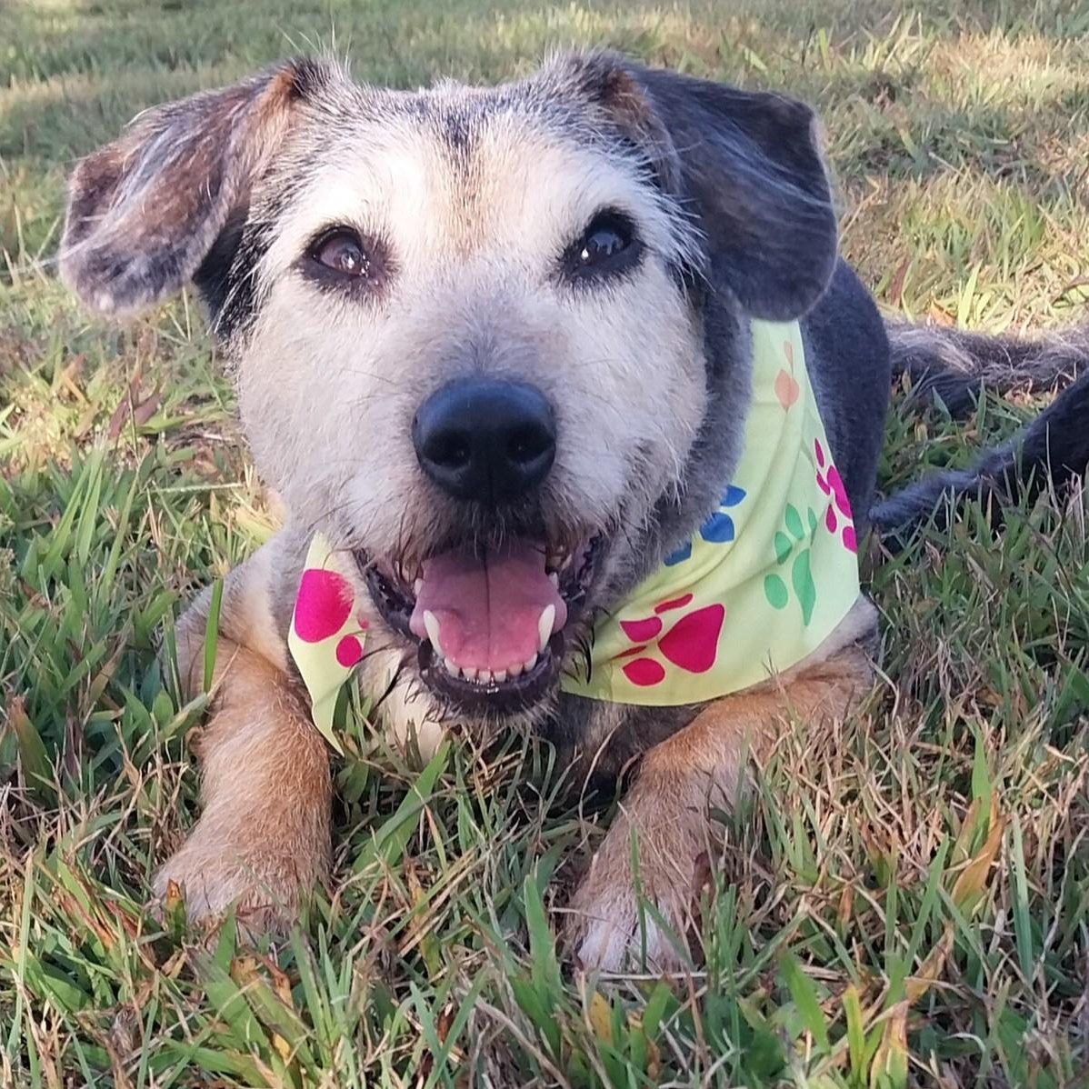 Chloe, ADOPTABLE, Senior Female Terrier.