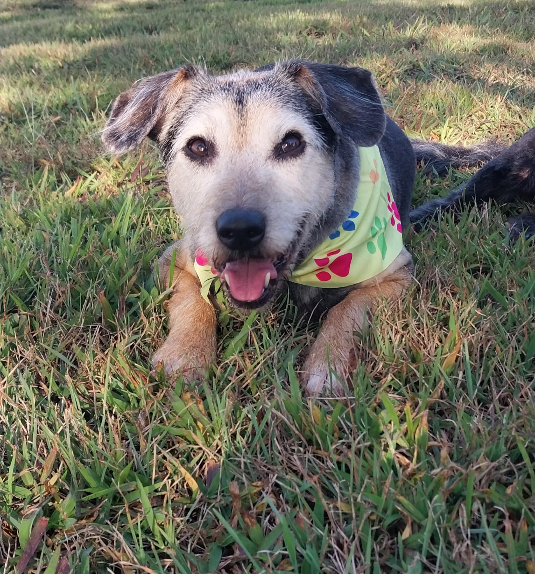Enlarge Chloe, a ADOPTABLE Terrier in Cape May Court House, NJ image 2/5