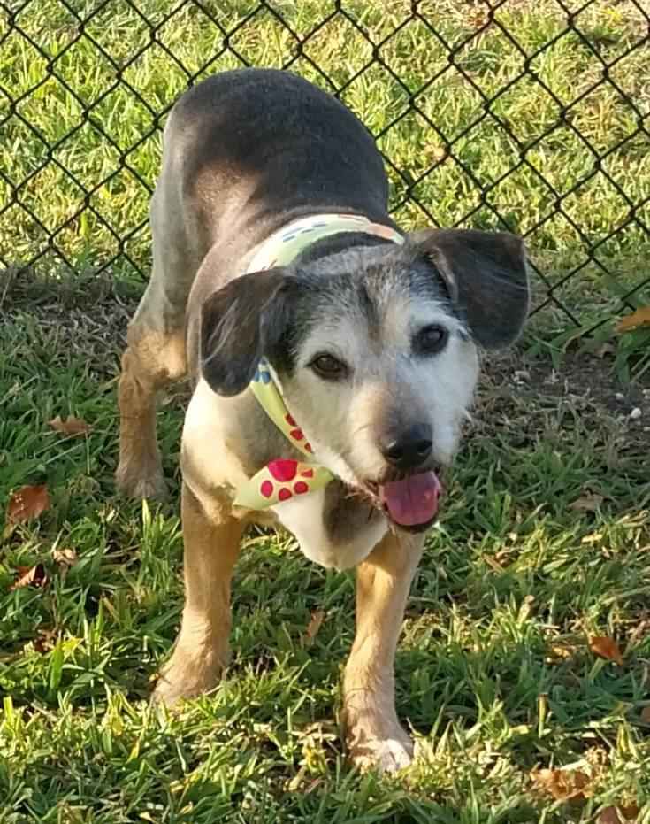 Enlarge Chloe, a ADOPTABLE Terrier in Cape May Court House, NJ image 3/5