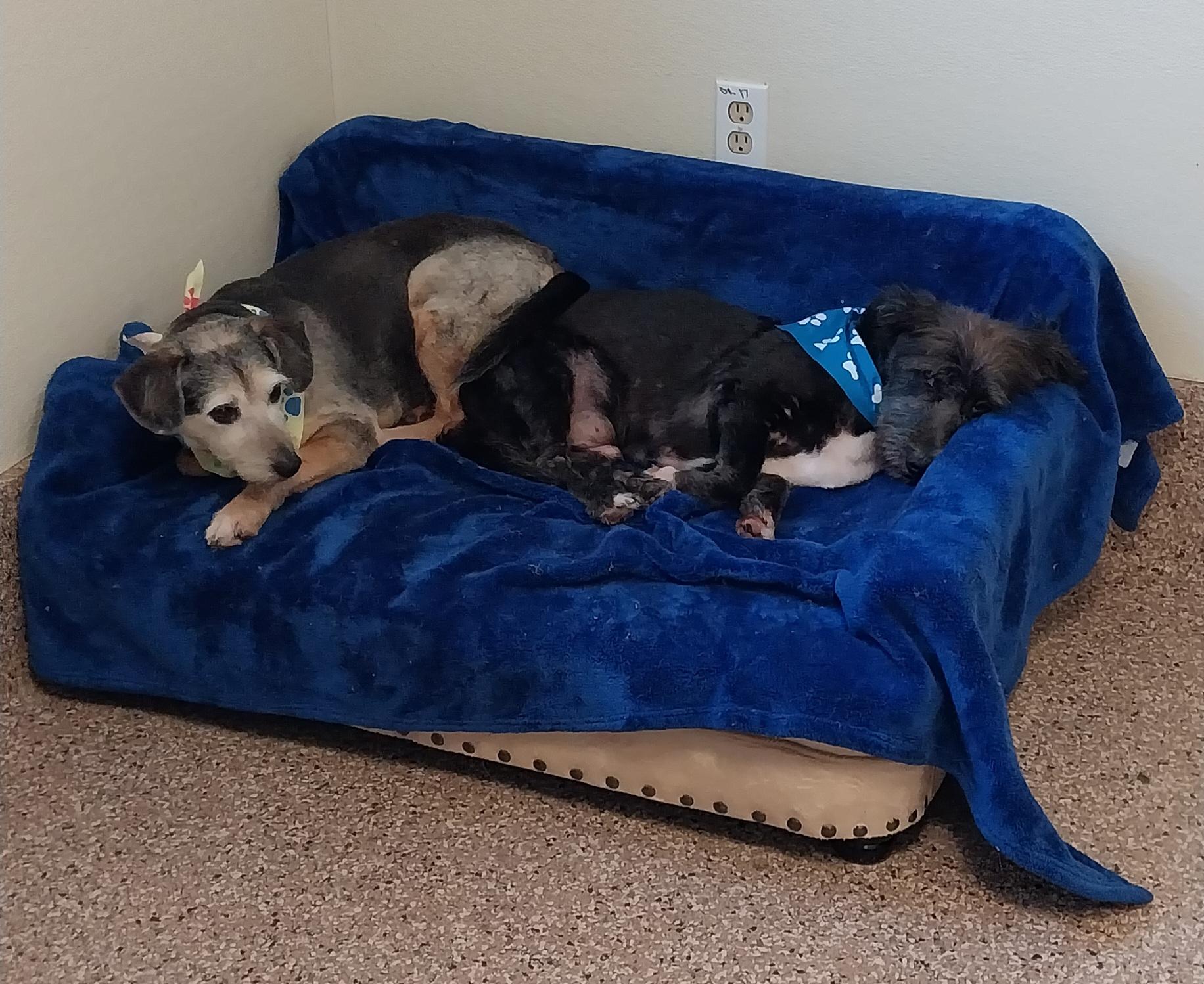 Enlarge Chloe, a ADOPTABLE Terrier in Cape May Court House, NJ image 4/5