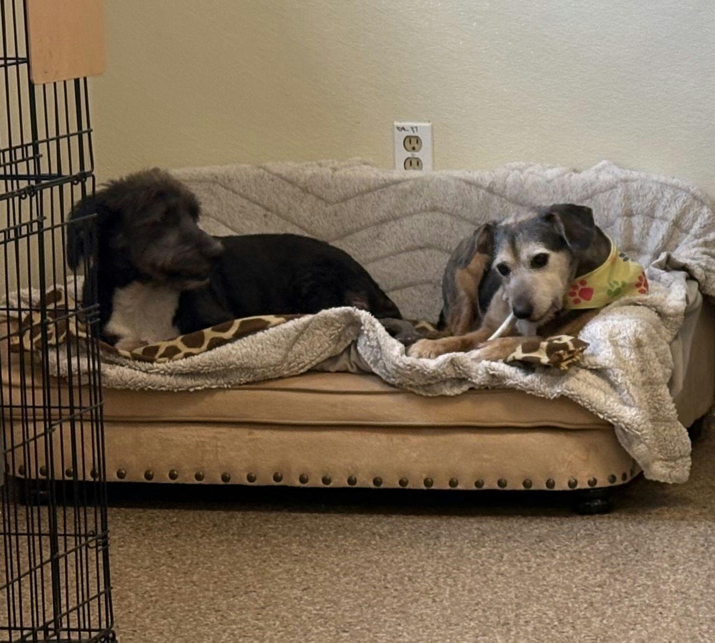 Enlarge Chloe, a ADOPTABLE Terrier in Cape May Court House, NJ image 5/5