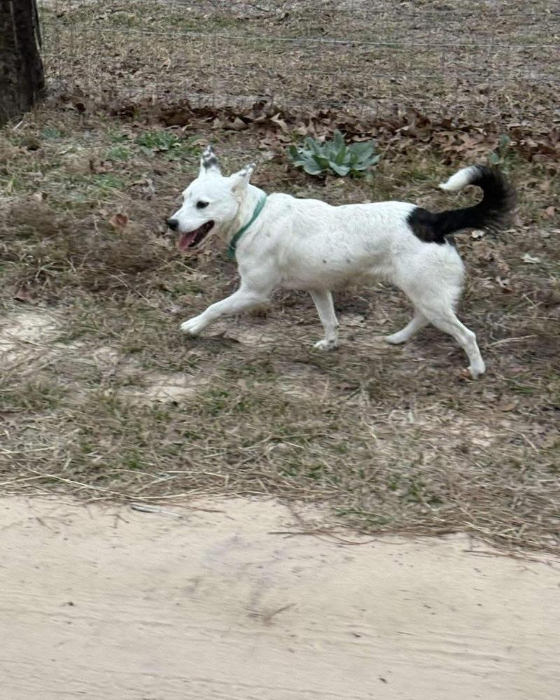 Enlarge Fennec, a Adoptable mixed breed in Brookshire, TX image 2/4