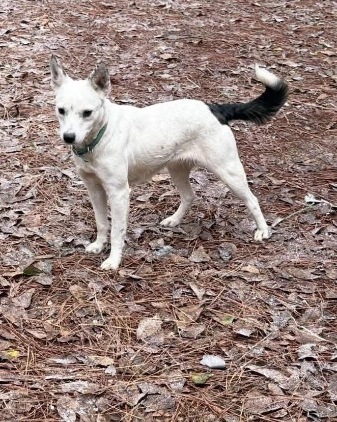 Enlarge Fennec, a Adoptable mixed breed in Brookshire, TX image 4/4