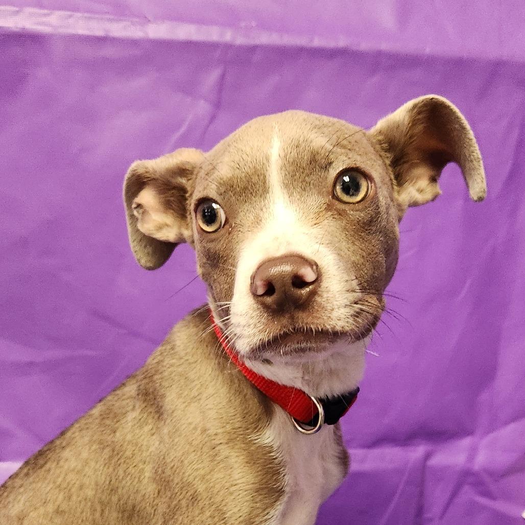 Tucker 3, Adoptable, Puppy Male Mixed Breed.