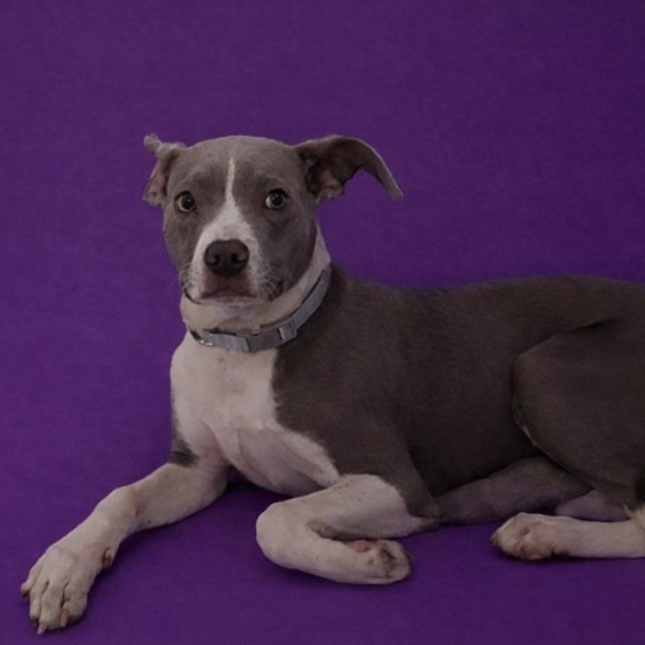 Enlarge Tucker 3, a Adoptable Mixed Breed in North Myrtle Beach, SC image 1/1