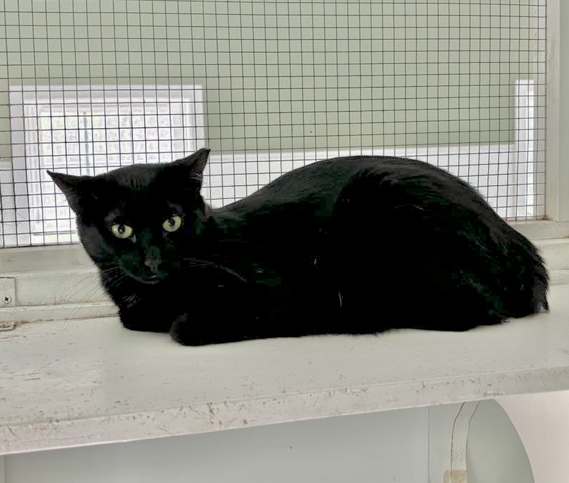 Nutmeg (bonded to Cinnamon), a Adoptable Domestic Short Hair in Queenstown, MD image 3/6