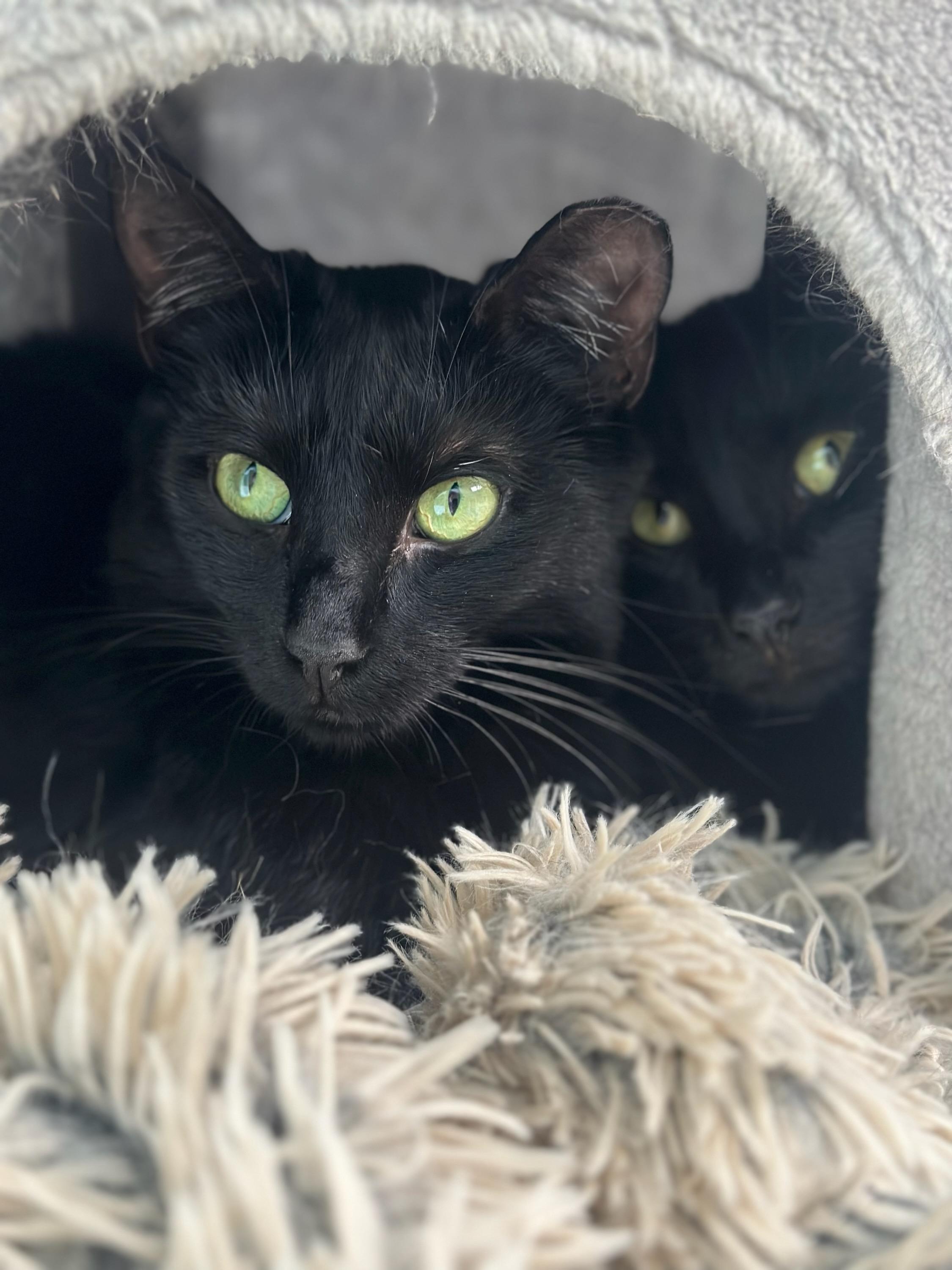 Nutmeg (bonded to Cinnamon), Adoptable, Young Female Domestic Short Hair.