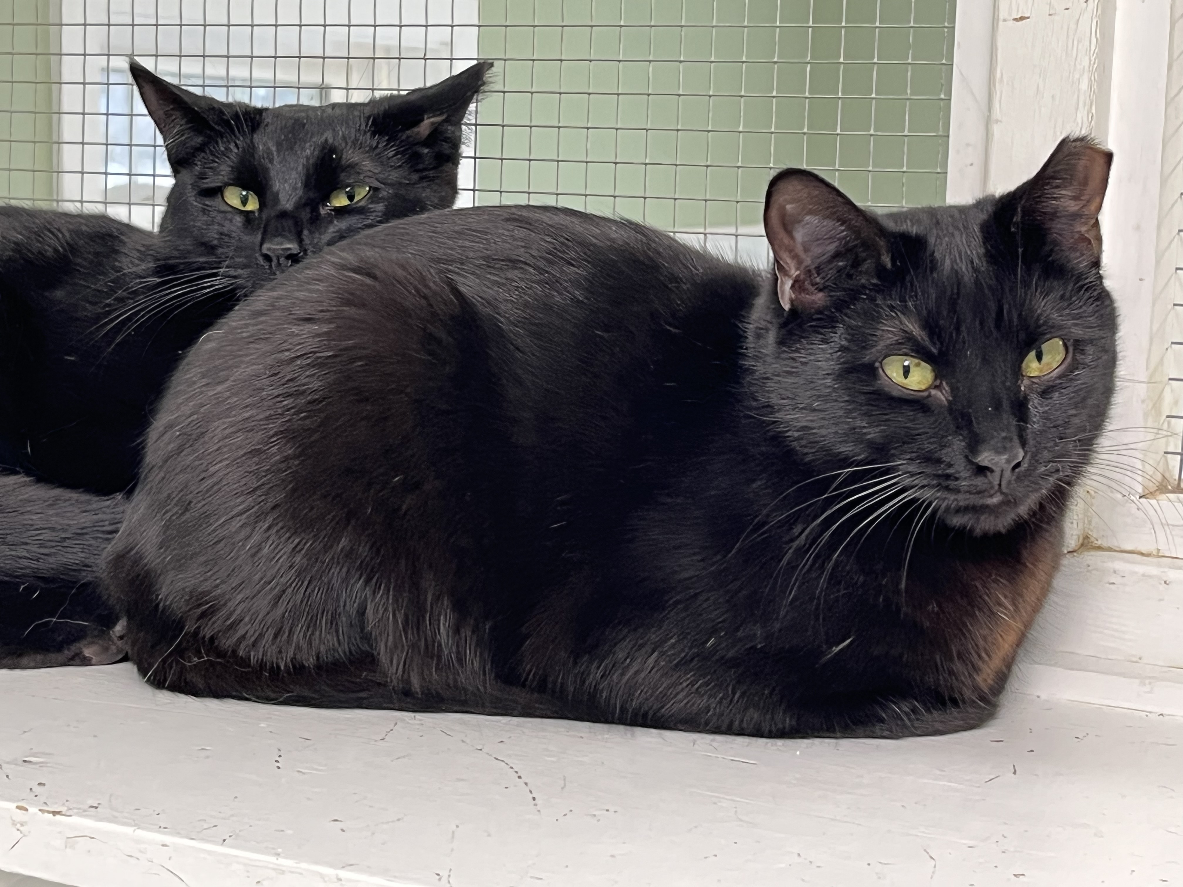 Nutmeg (bonded to Cinnamon), a Adoptable Domestic Short Hair in Queenstown, MD image 2/6