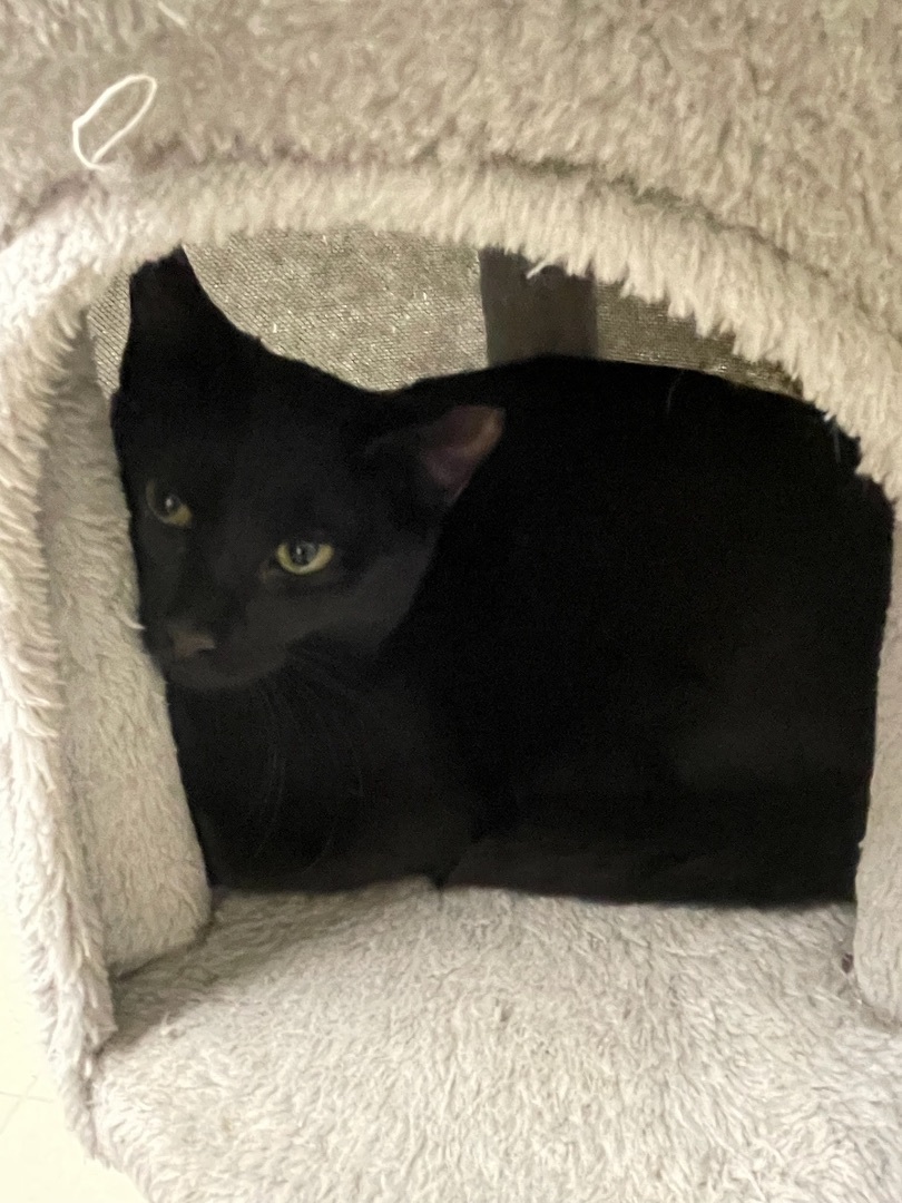 Nutmeg (bonded to Cinnamon), a Adoptable Domestic Short Hair in Queenstown, MD image 5/6