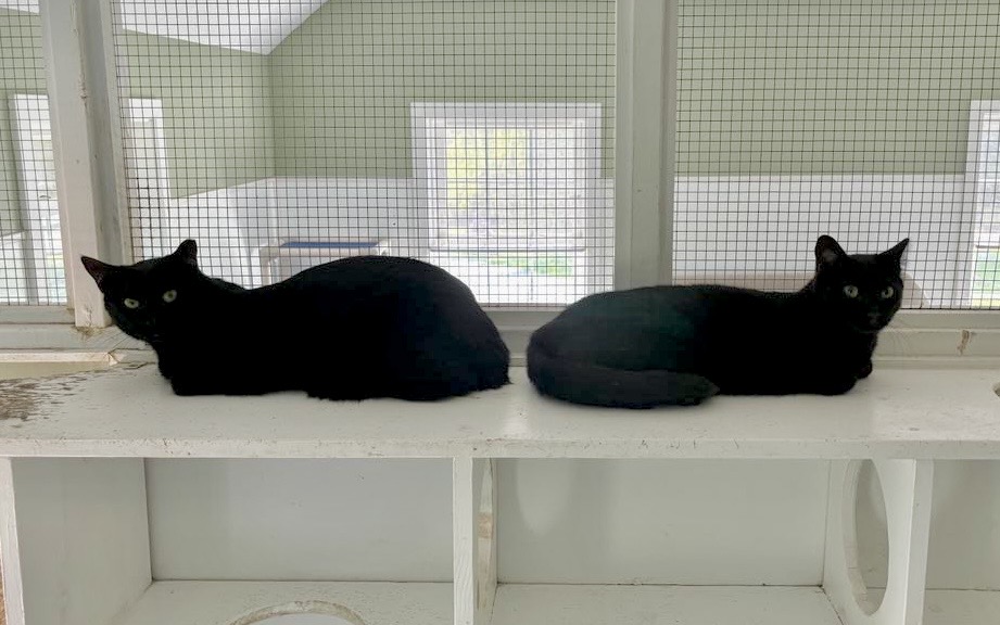 Nutmeg (bonded to Cinnamon), a Adoptable Domestic Short Hair in Queenstown, MD image 4/6