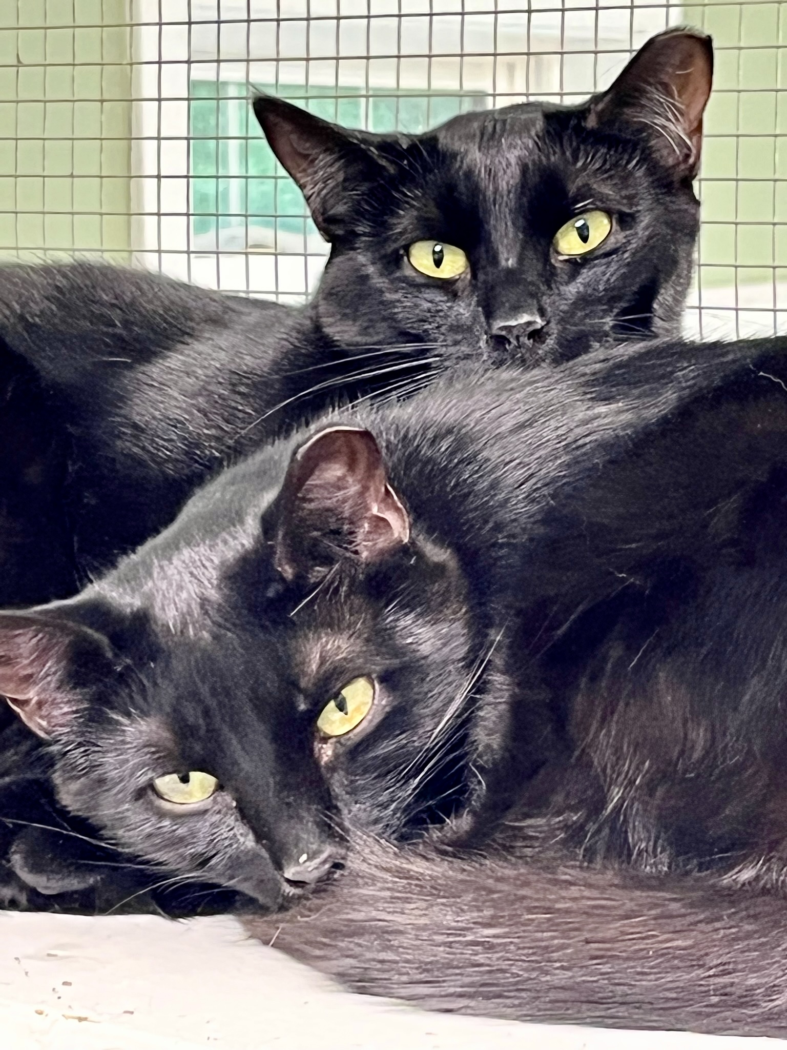 Nutmeg (bonded to Cinnamon), Adoptable, Young Female Domestic Short Hair.