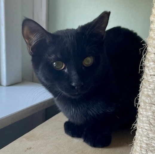 Nutmeg (bonded to Cinnamon), a Adoptable Domestic Short Hair in Queenstown, MD image 6/6