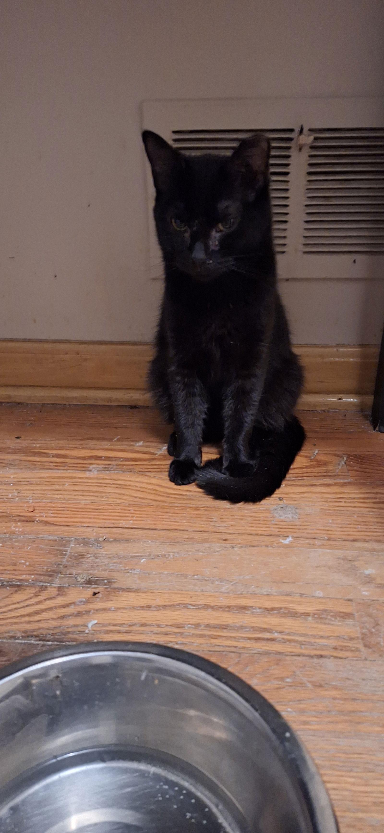 TITO, Adoptable, Kitten Male Domestic Short Hair.