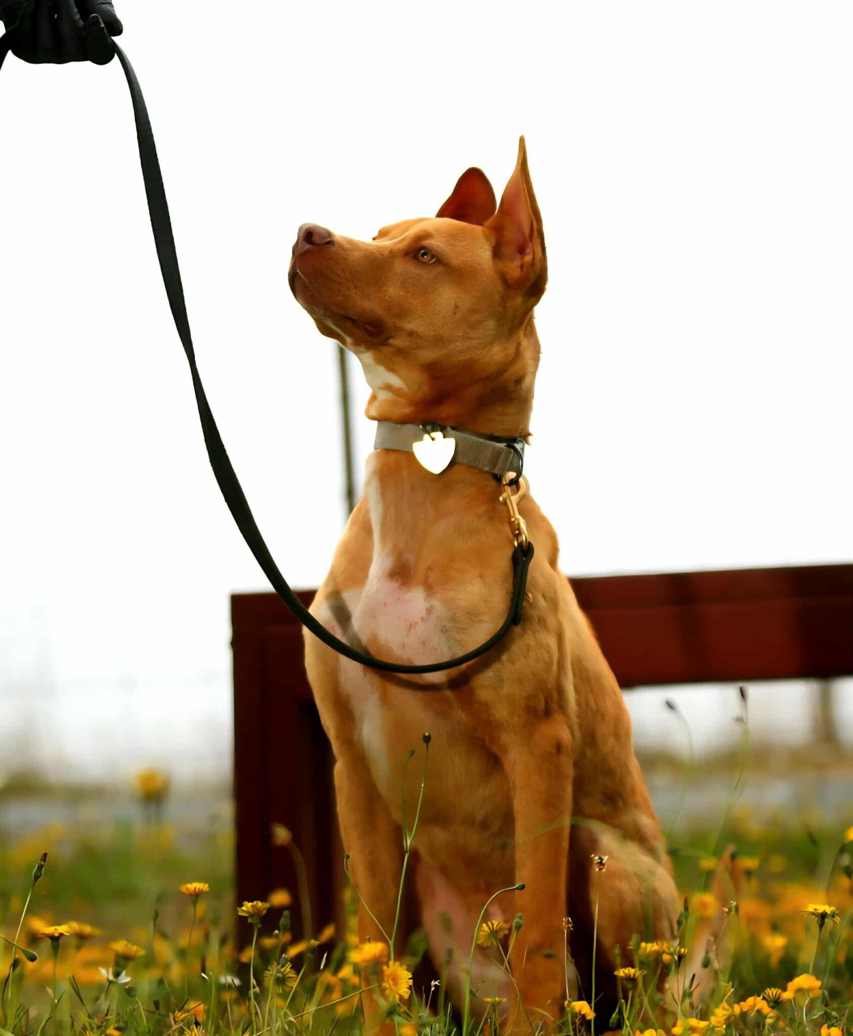 Igor AKA "Iggy", a Adoptable mixed breed in Crescent city, CA image 1/5