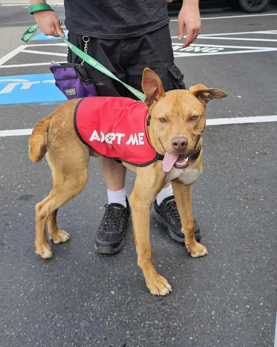 Igor AKA "Iggy", a Adoptable mixed breed in Crescent city, CA image 2/5