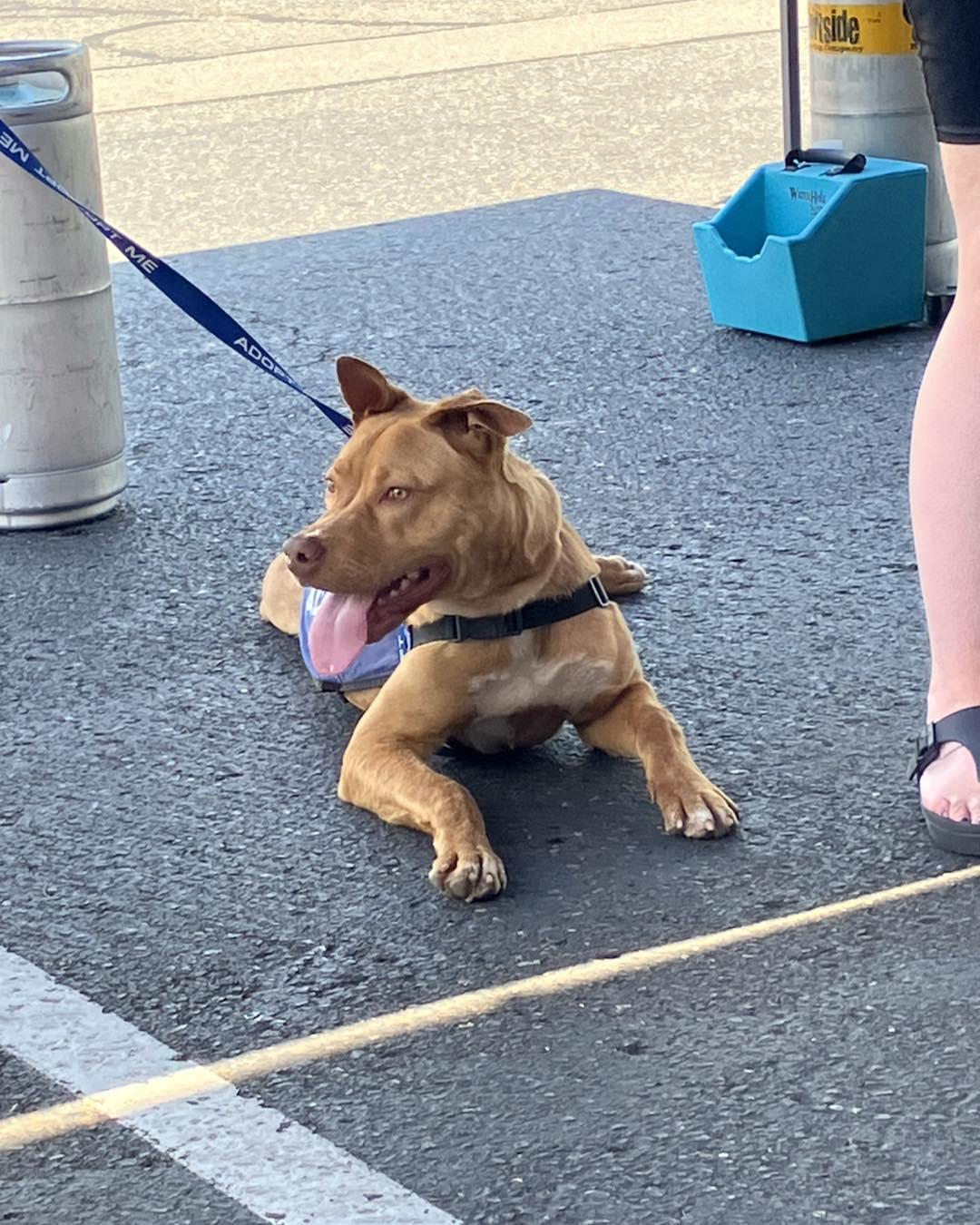 Igor AKA "Iggy", a Adoptable mixed breed in Crescent city, CA image 3/5