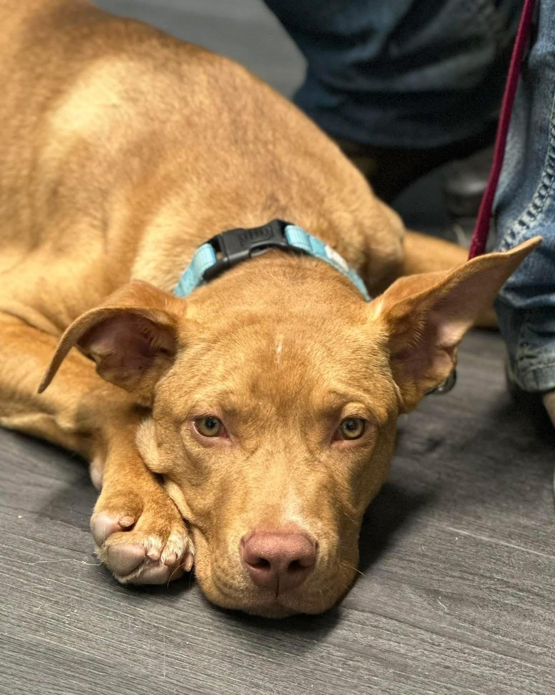 Igor AKA "Iggy", a Adoptable mixed breed in Crescent city, CA image 5/5