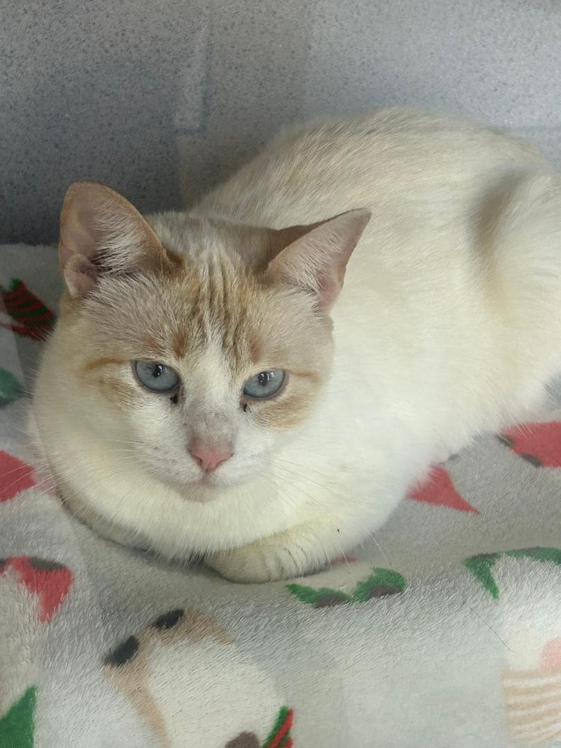 Butterscotch-3/28/26, adopted, Young Female Siamese.