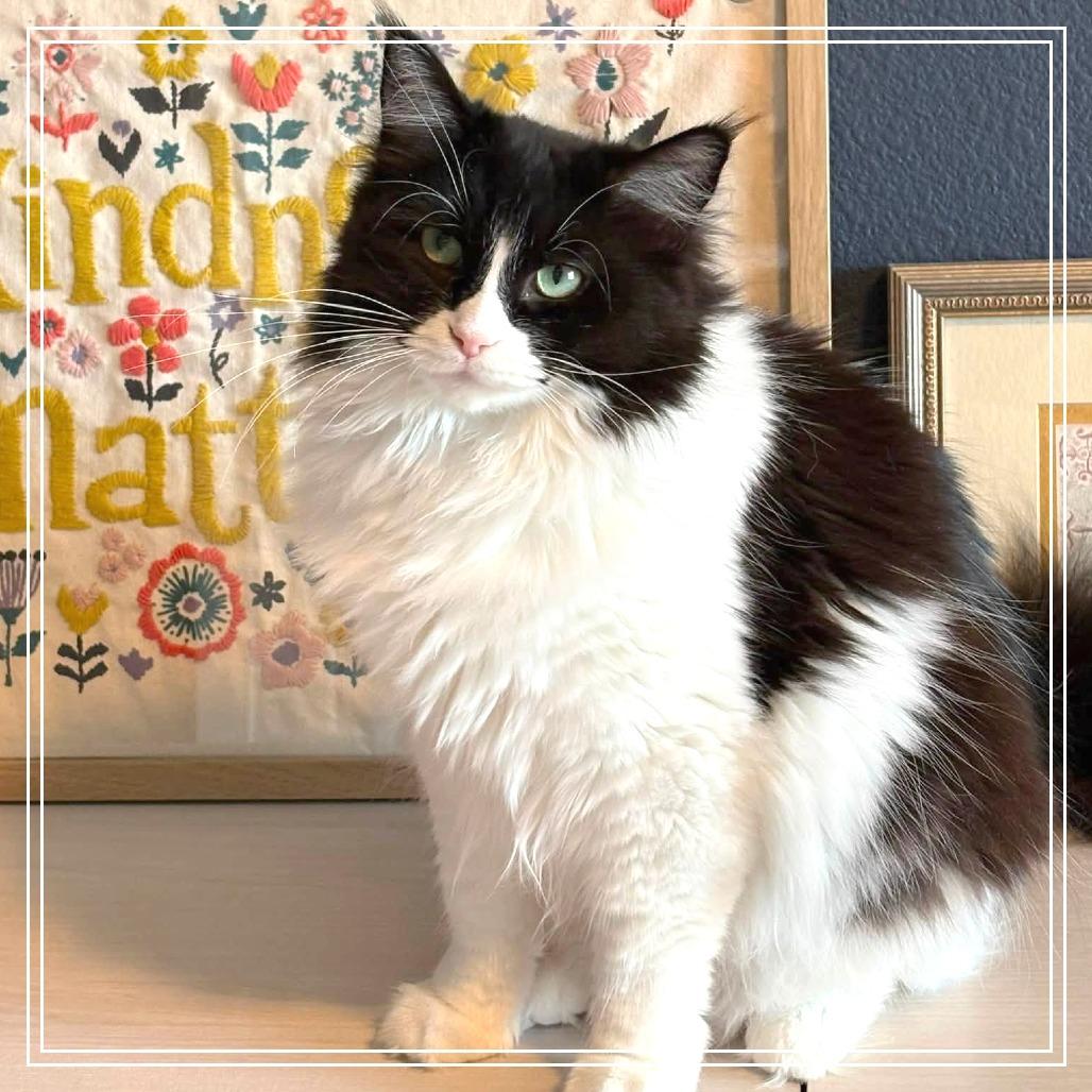 Enlarge Ruby, a Adoptable Domestic Long Hair in Meridian, ID image 1/4