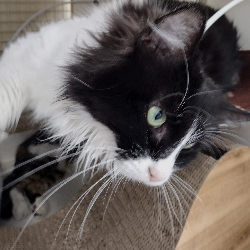 Ruby, Adoptable, Adult Female Domestic Long Hair.
