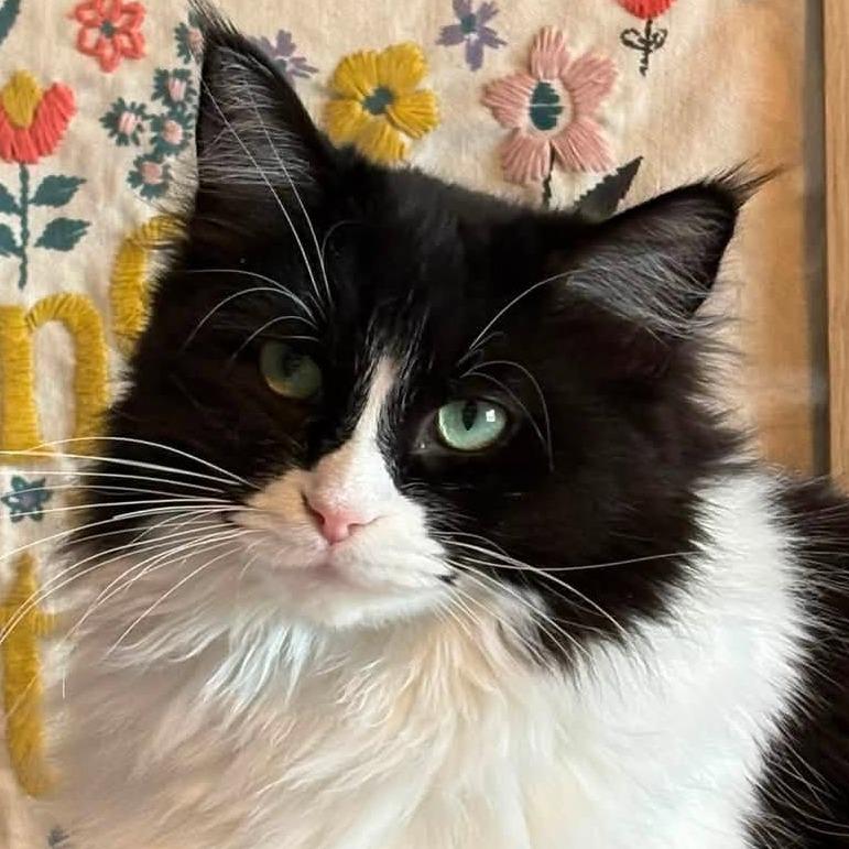 Enlarge Ruby, a Adoptable Domestic Long Hair in Meridian, ID image 3/4