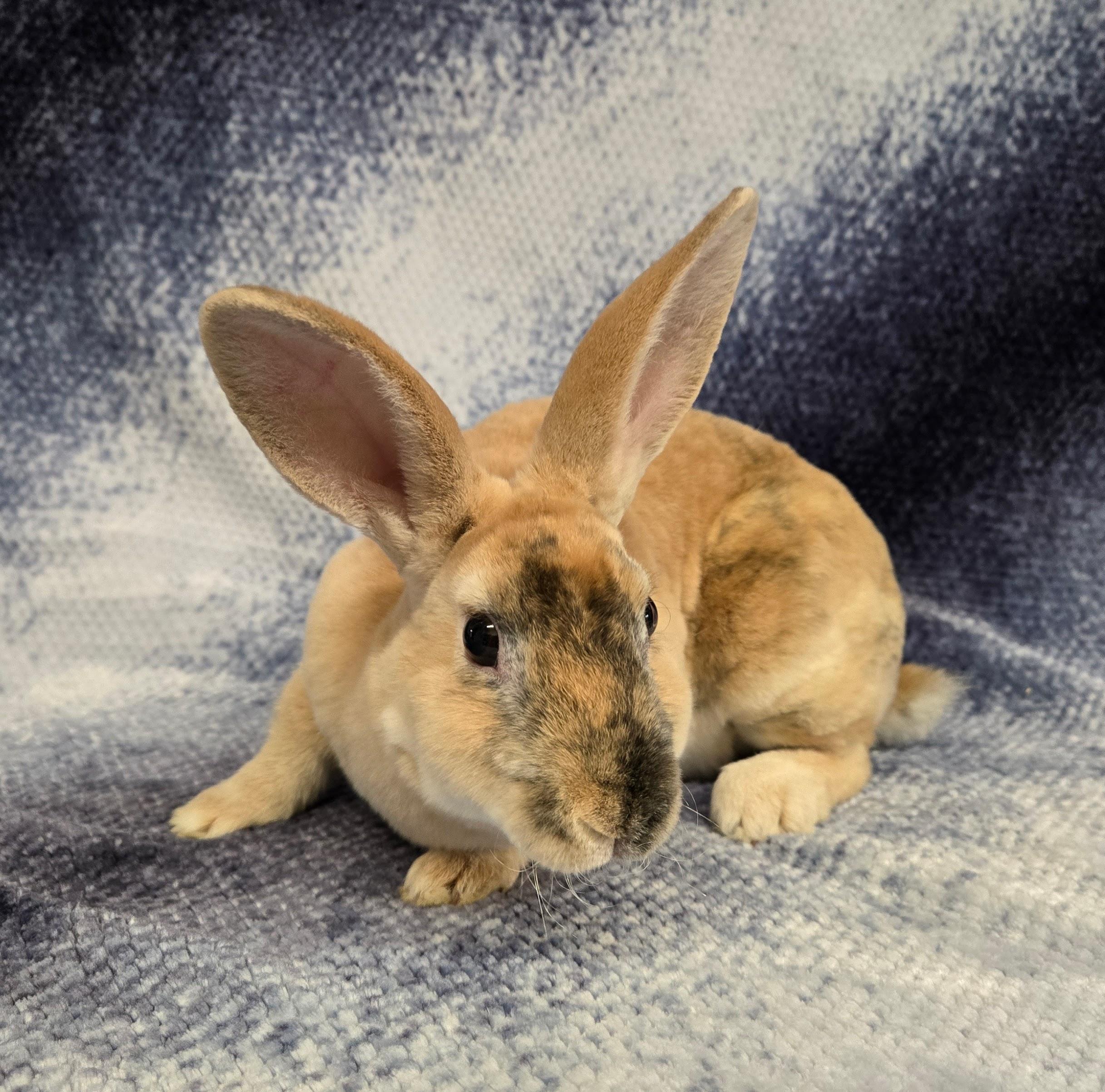 Vander, Adoptable, Young Male Mini Rex.