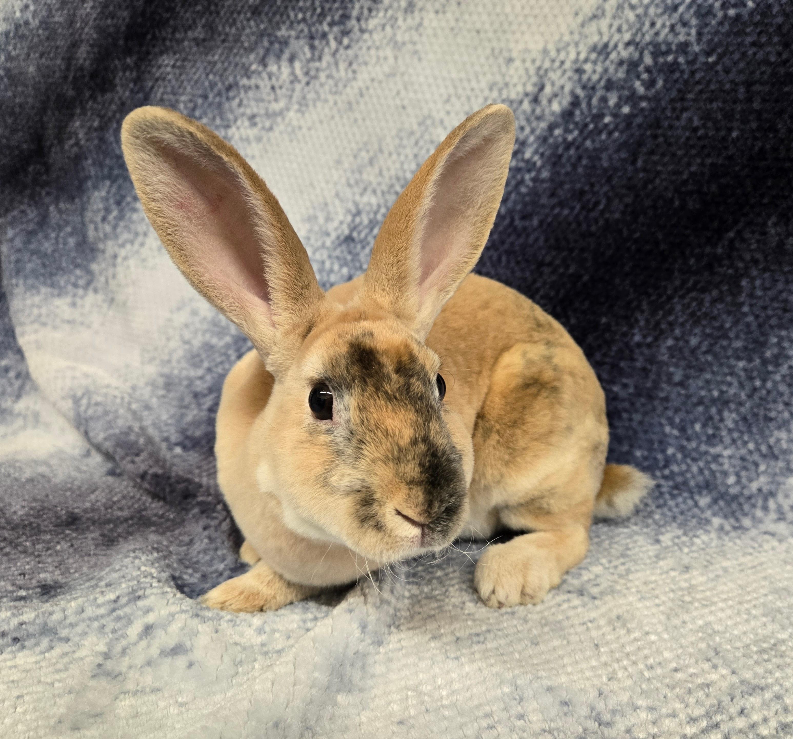 Vander, a Adoptable Mini Rex in Deerfield, WI image 2/5