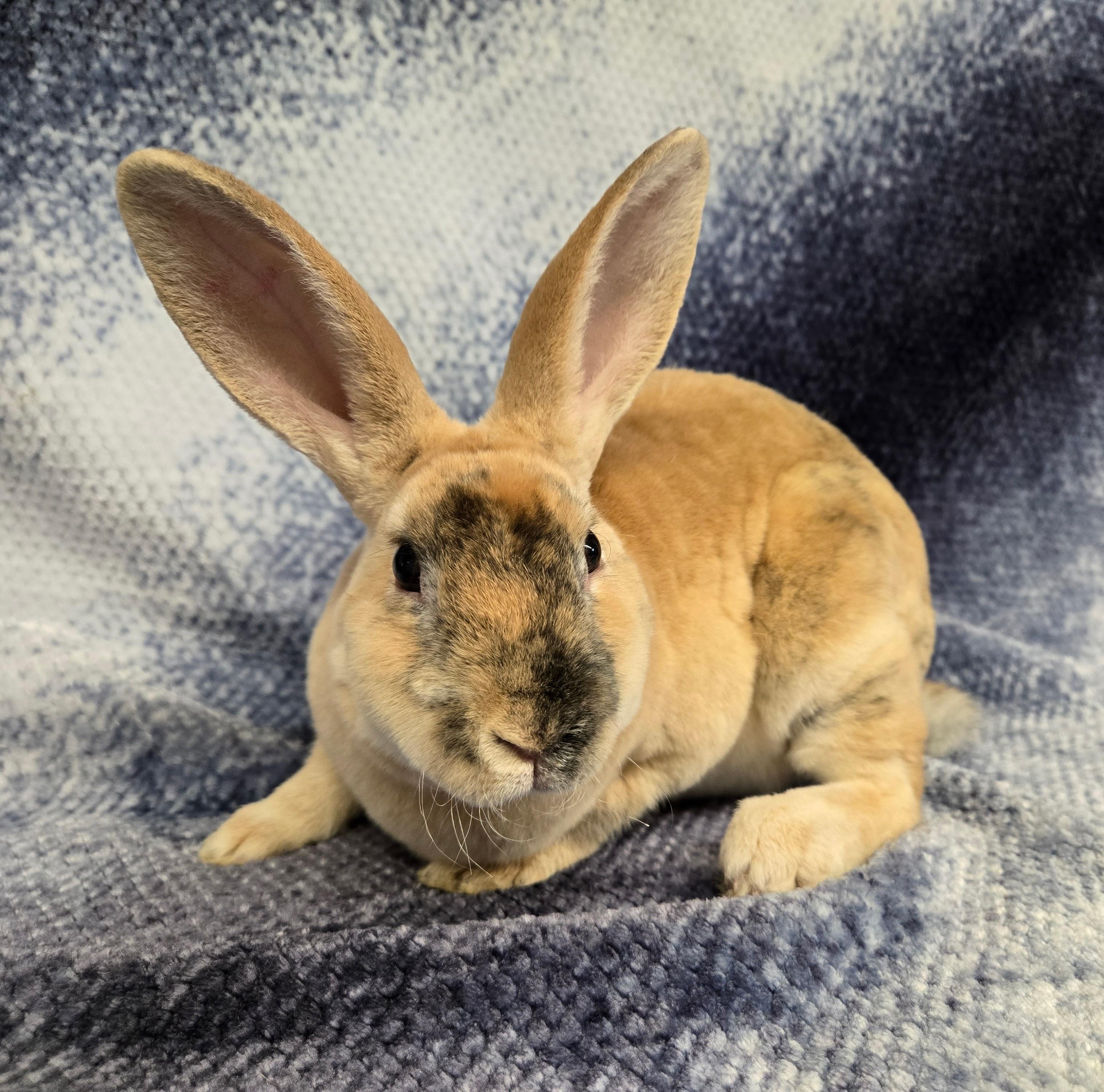 Vander, a Adoptable Mini Rex in Deerfield, WI image 3/5