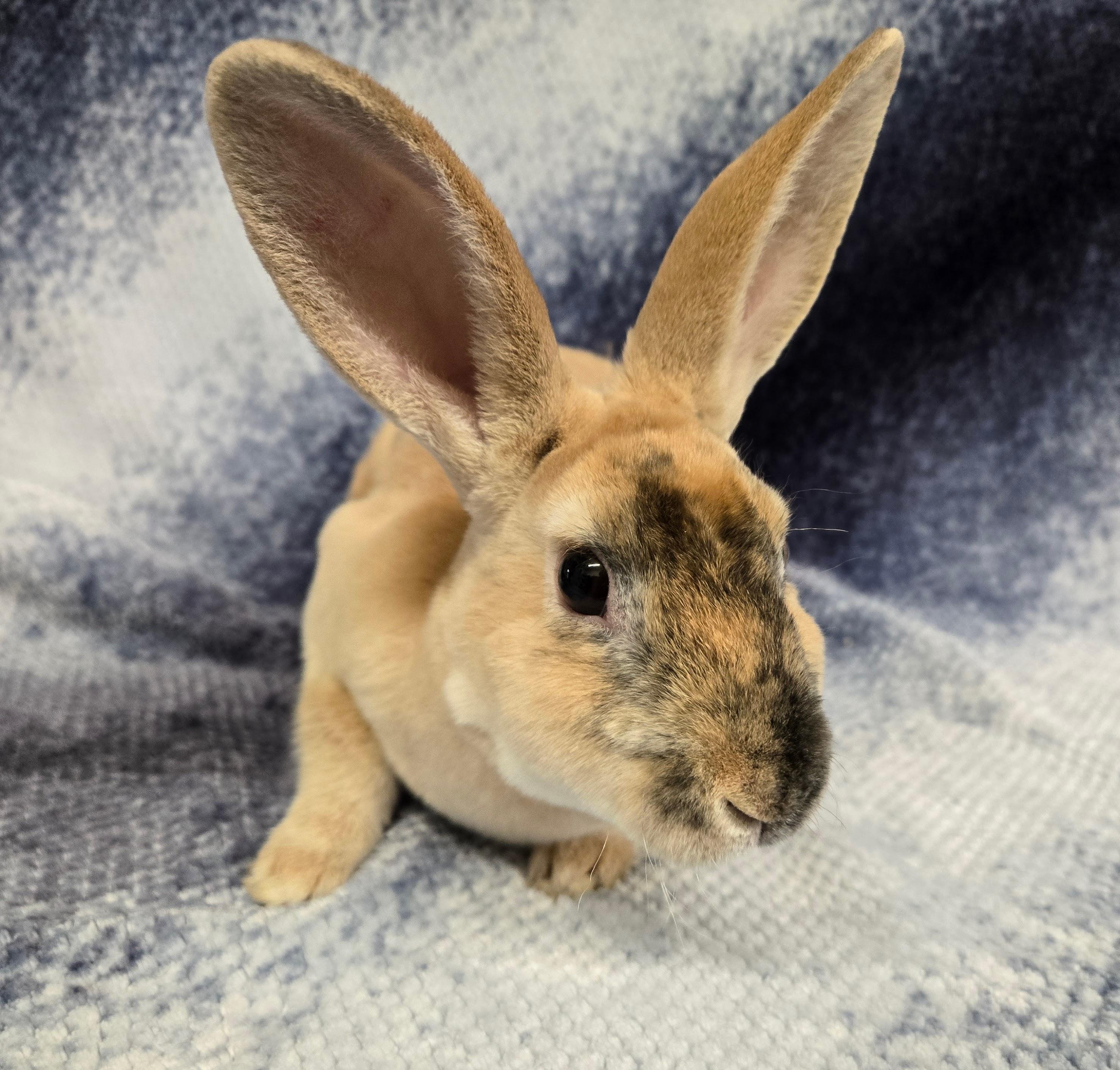 Vander, a Adoptable Mini Rex in Deerfield, WI image 4/5