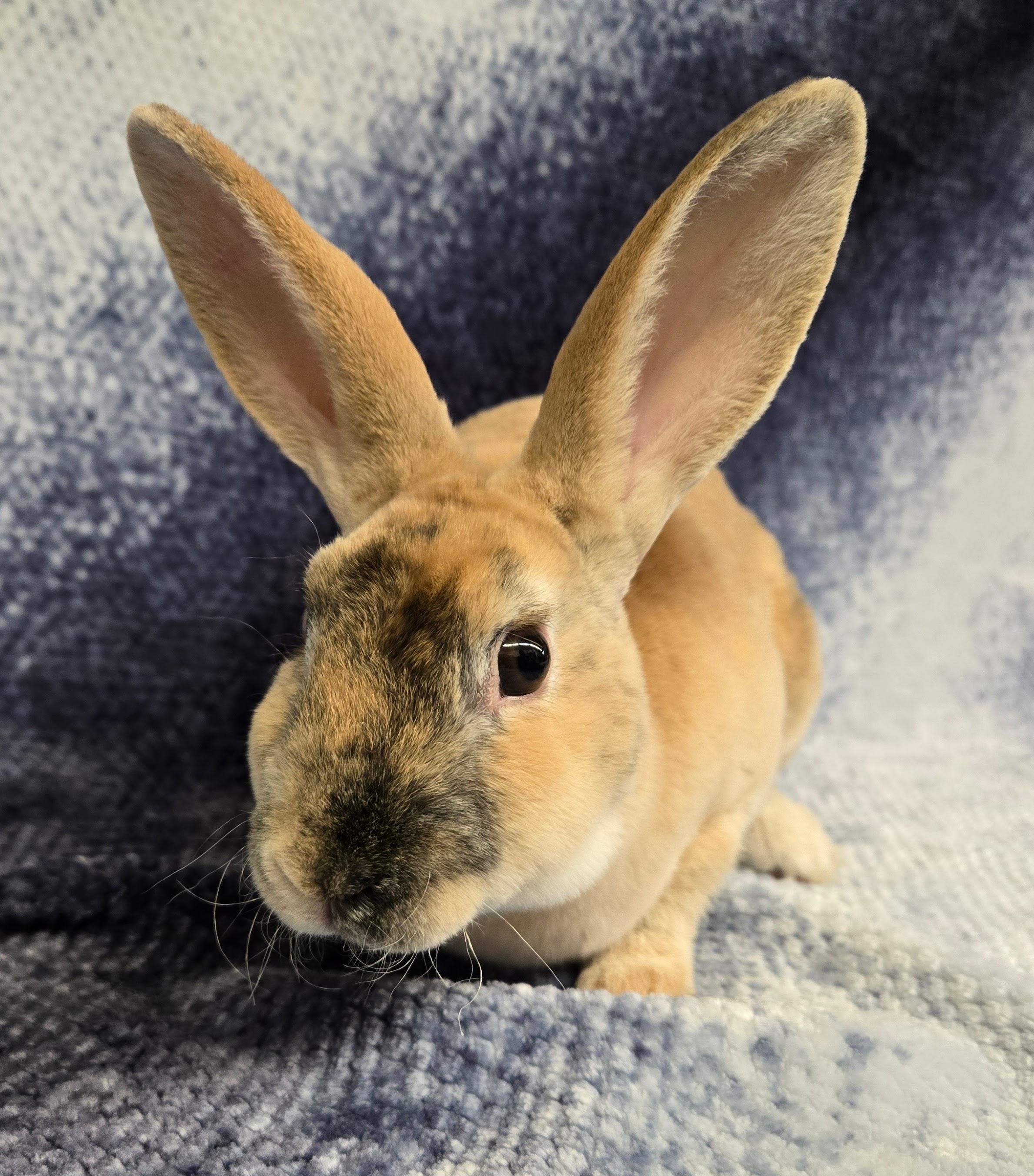 Vander, a Adoptable Mini Rex in Deerfield, WI image 5/5