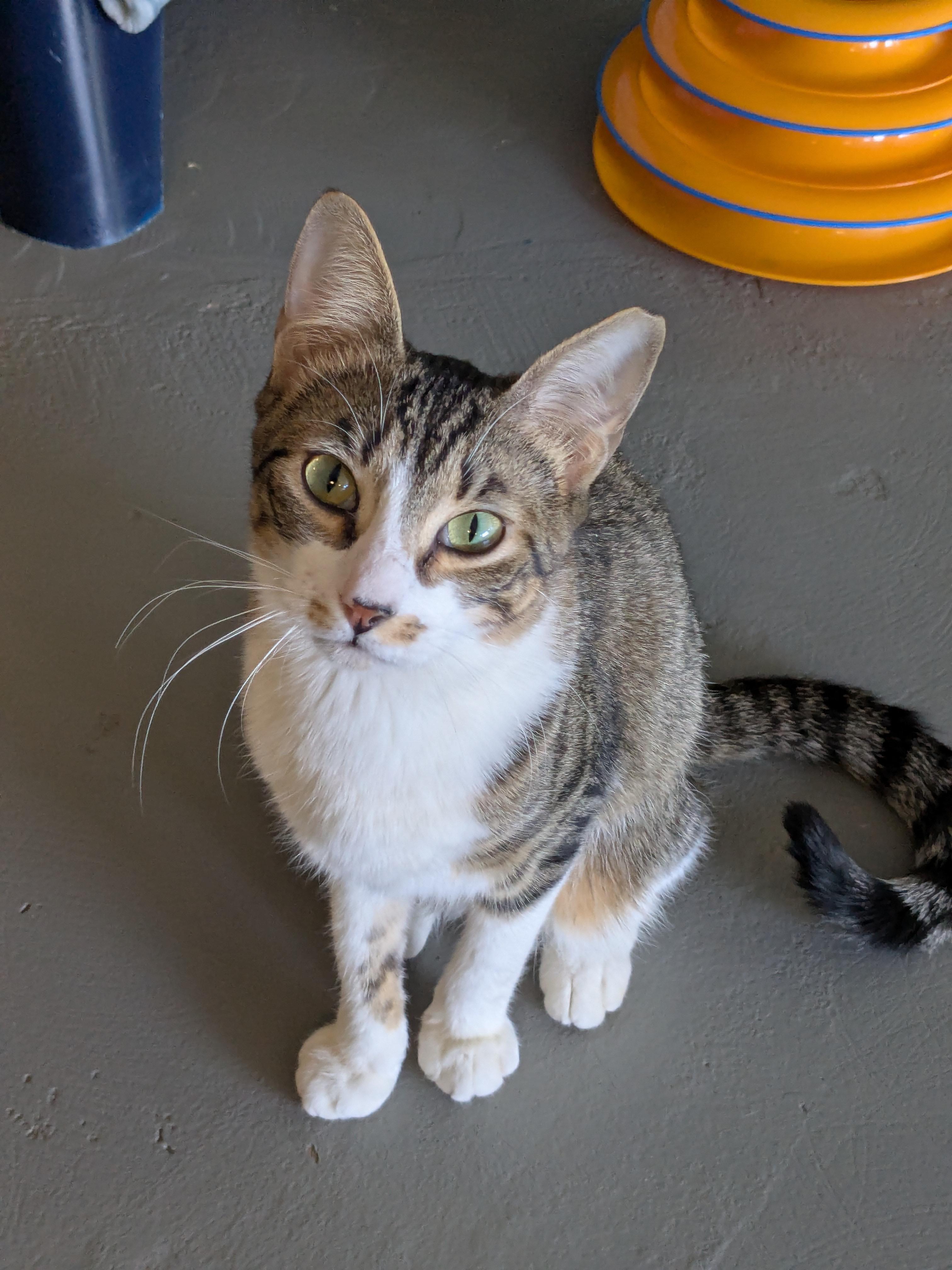 Autumn, Adopted, Young Female Domestic Short Hair.