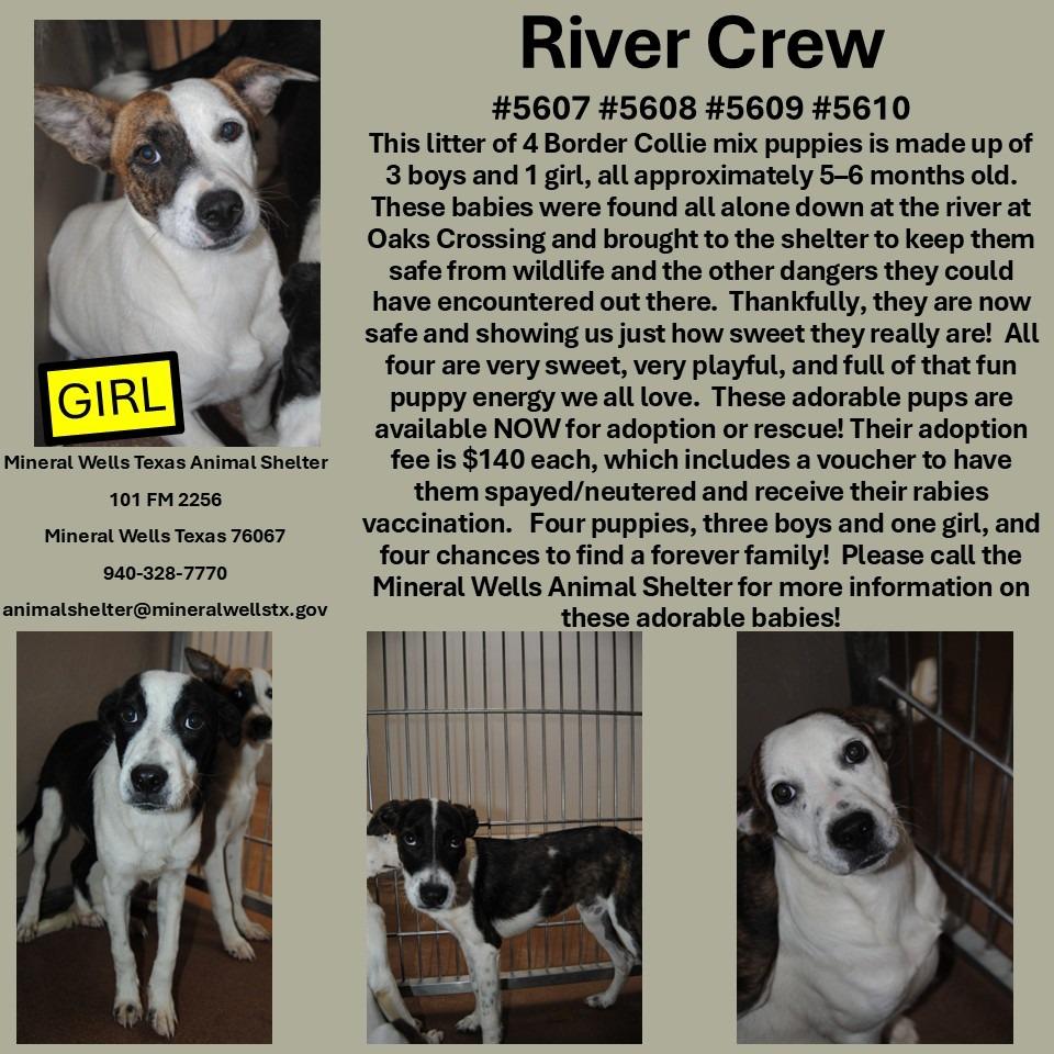 Enlarge 5609 Yukon, a Adoptable Border Collie in Mineral Wells, TX image 1/1